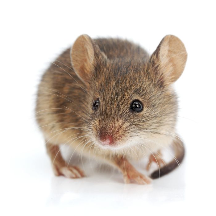 Снимки на Домашната мишка (Mus musculus), вреди, опасности, биология и навици