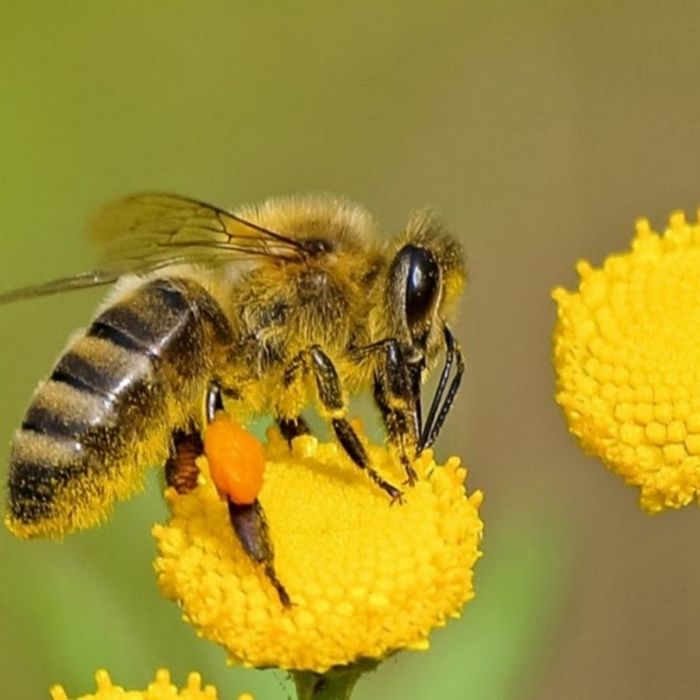 Какво да правим след ужилване от пчела?