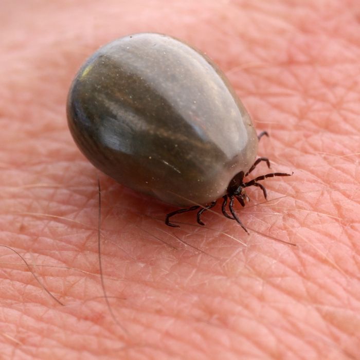 Кърлежи в двор: карта на рисковите зони + календар кога е пикът (по месеци)