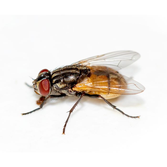 Снимки на домашна муха (Musca domestica), вреди, опасности, биология и навици