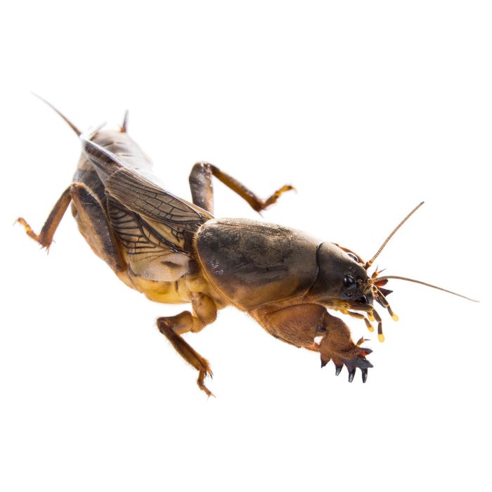 Снимки на попово прасе (Gryllotalpa gryllotalpa), вреди, опасности, биология и навици