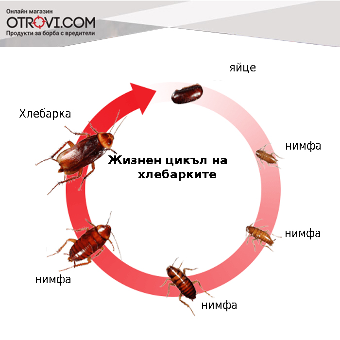 Размножаване на хлебарки - Otrovi