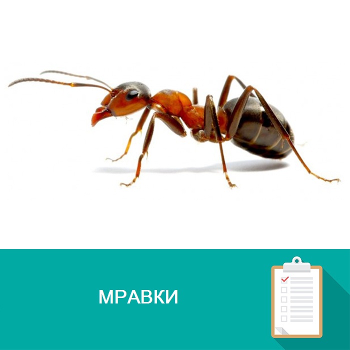 Мравки - Otrovi
