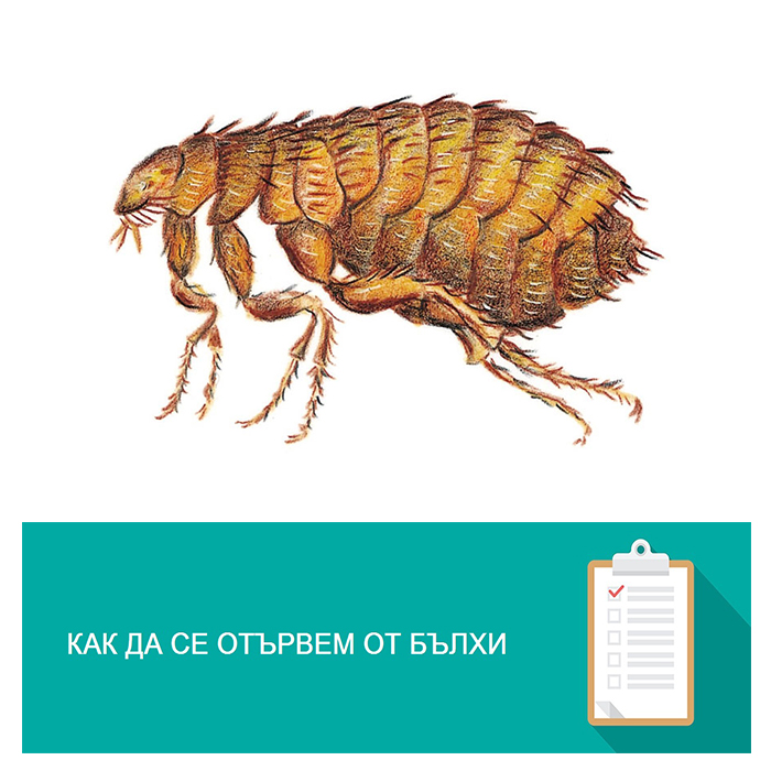 Как да пръскате правилно с препарати срещу бълхи? - Otrovi