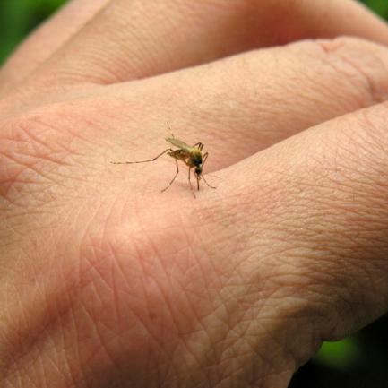 Ухапване от комар - всичко за него и как да се предпазите?