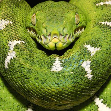 Видовете змии в България – кои от тях са отровни?