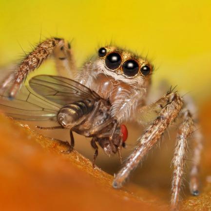 Най-интересните факти за паяците