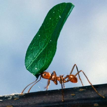 Как да се отървем от мравки?
