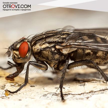 Болести, предавани от мухите или Какви рискове от болести крият мухите