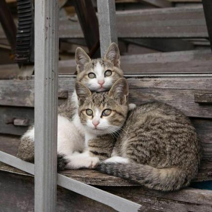 Как да се предпазим от бездомните котки или Как да прогоним бездомните котки или Как да се справим с бездомните котки