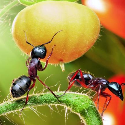 Ухапвания от мравки - ползи, последствия, лечение