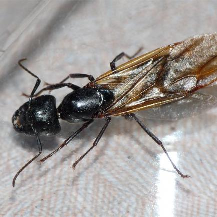 Летящи мравки в къщата. Как да ги премахнем?