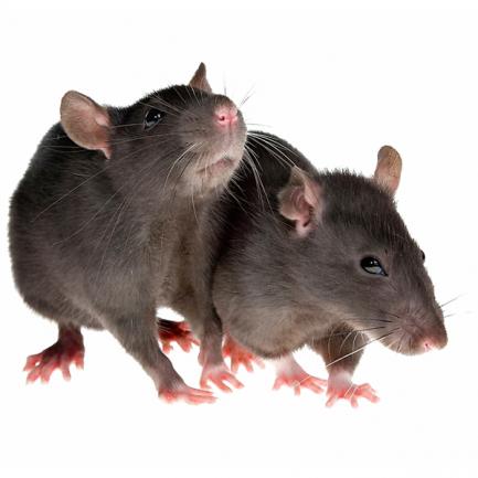Как да се отървем от мишки и плъхове бързо