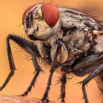 Как да се отървем от мухите и как да предотвратите тяхното присъствие в домовете ни!