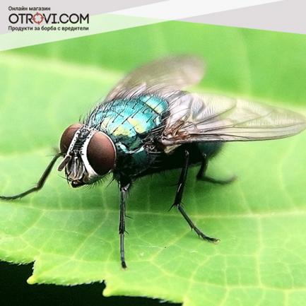 Какво трябва да знаем за мухите? Факти за мухите.