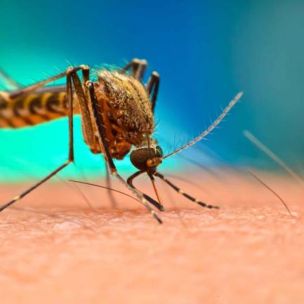 Как да си направите бърз капан за комари?