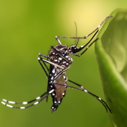 Пътят на комарите към вашият двор и градина (Борба с комари на открито)