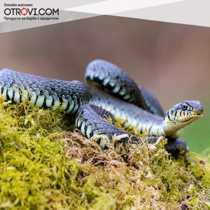 4 начина да се отървете от змиите в двора | Otrovi.com
