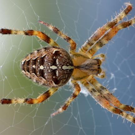 Видовете паяци в България – има ли отровни? 