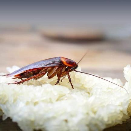 Как да се отървем от хлебарки в кухнята и дома