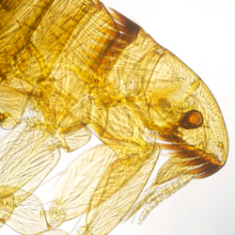 Ухапвания от бълхи, как да ги разрешим