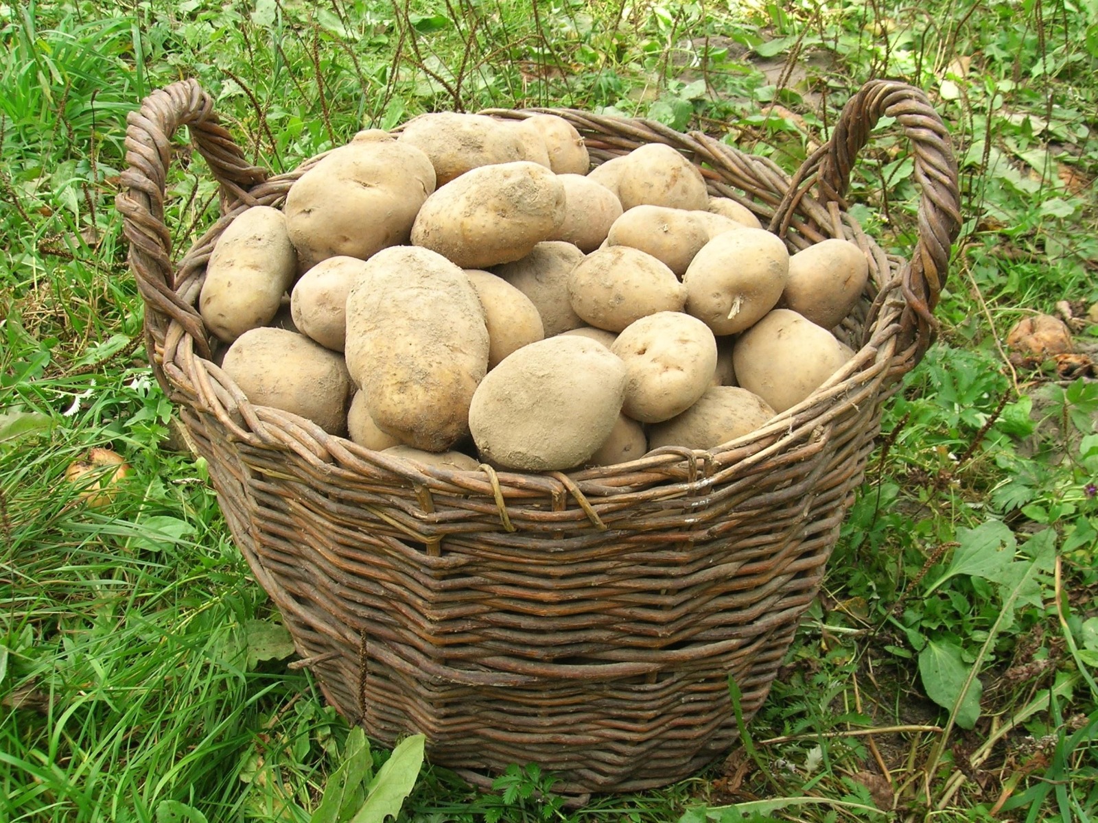 Събрани картофи