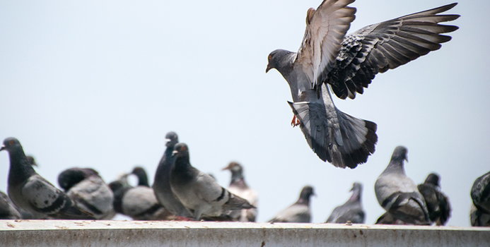 Защита от гълъби