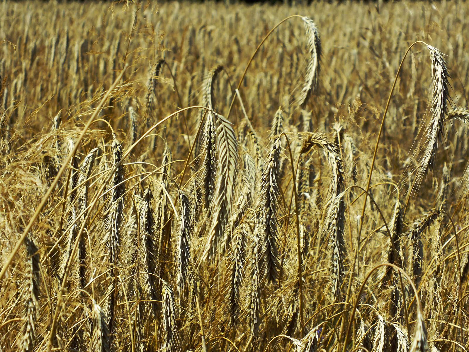 Пшеница на полето