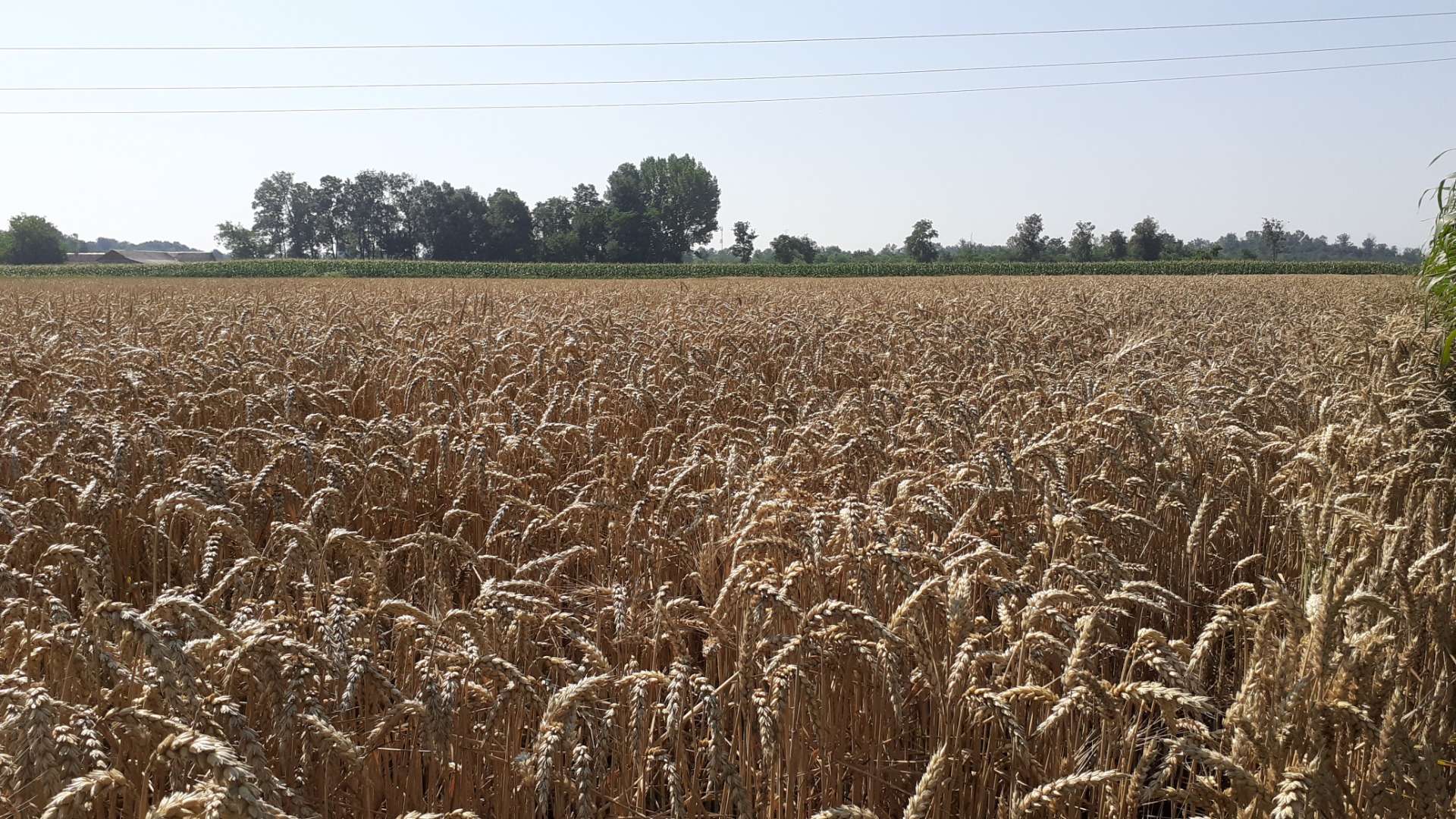 Торене на пшеница