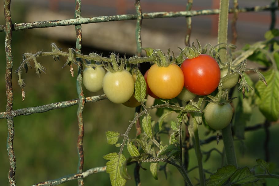 Подхранване на домати с коприва