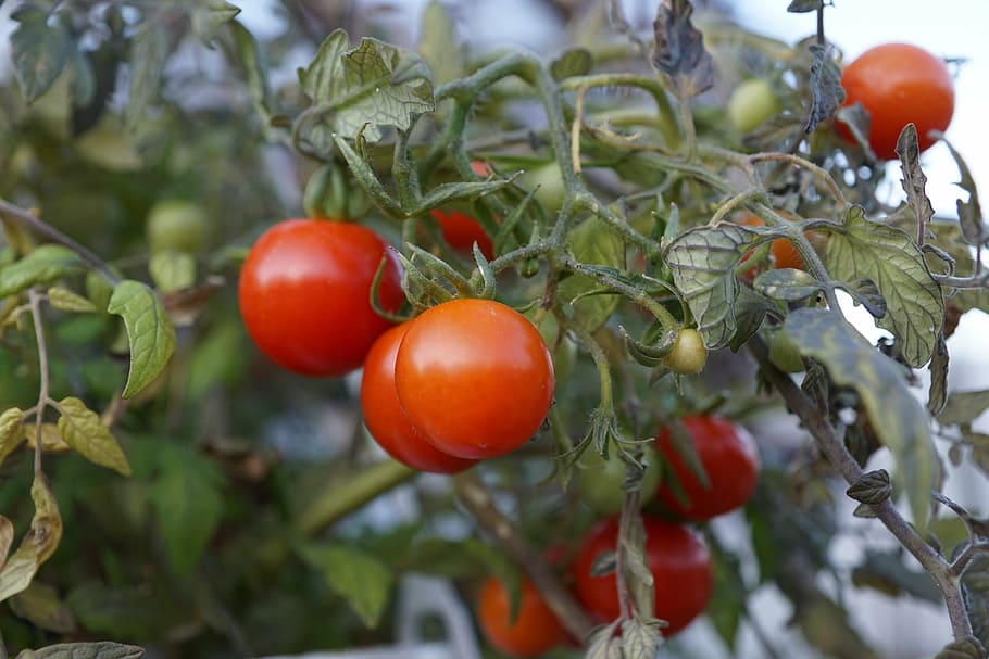 Пръскане на домати с купроцин