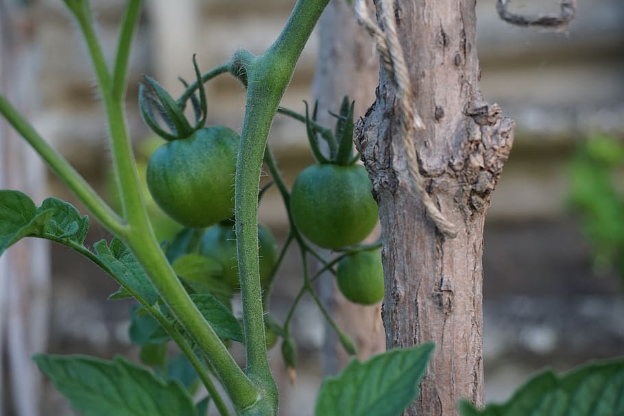 Растеж на домати