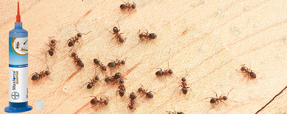 Отрова за мравки Max Force Quantum Bayer на топ цена