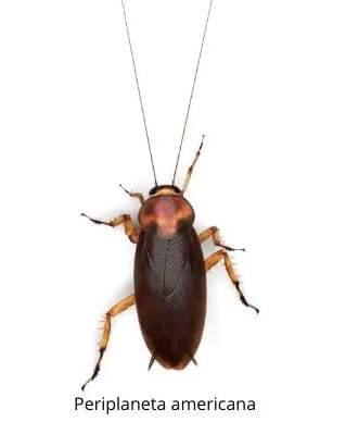 Хлебарки – изображение 2