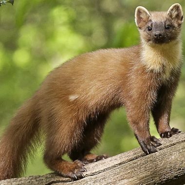 борова белка