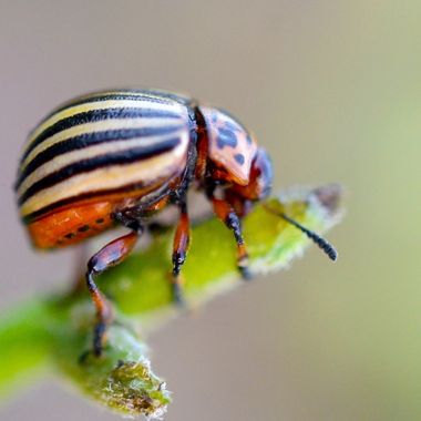 колорадски бръмбър