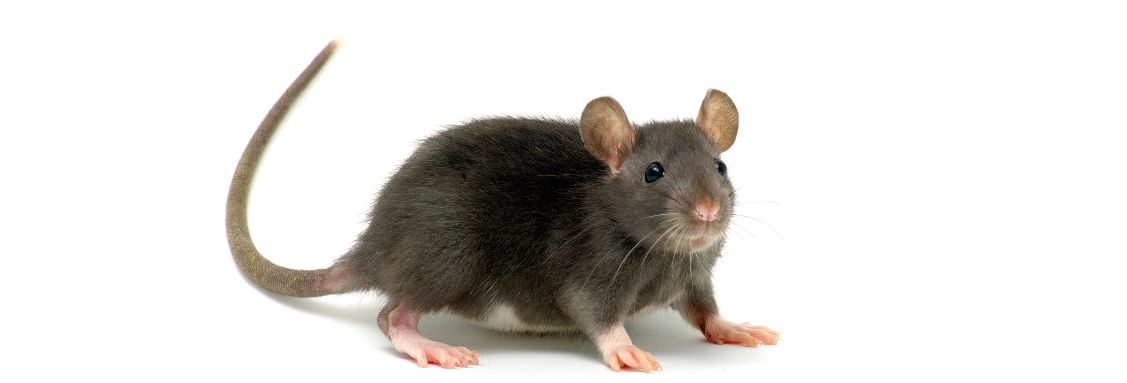 Сив плъх (Rattus norvegicus)