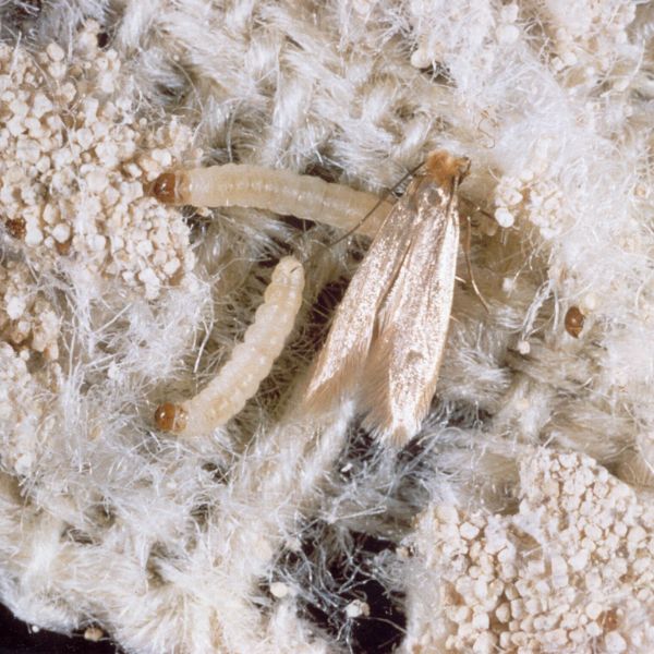 заразена храна с молци