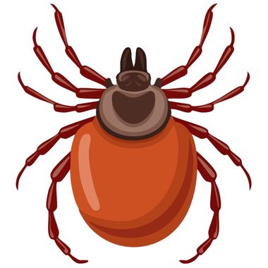 домашен акар Acarina (Arachnida)