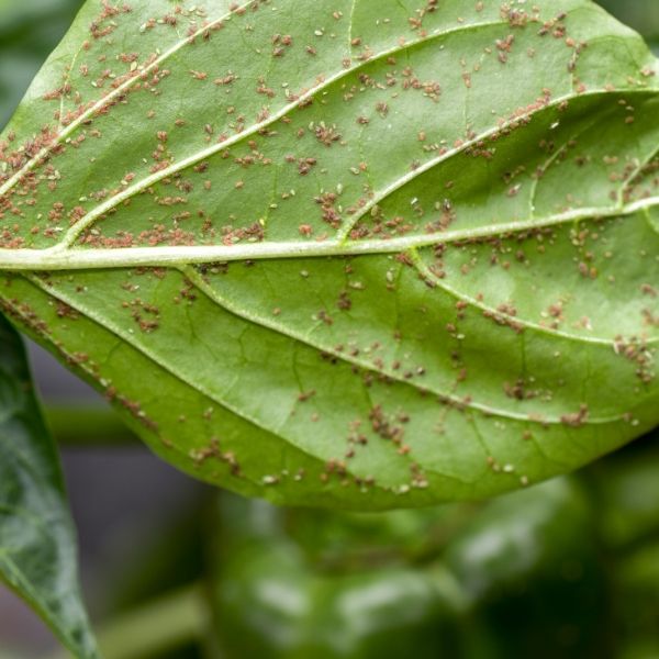 листни въшки нпръскани със коприва