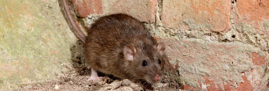 Черен плъх (Rattus rattus)