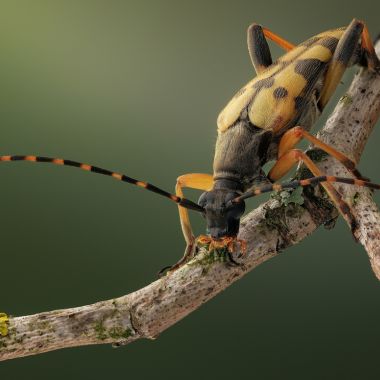 видове дървояди