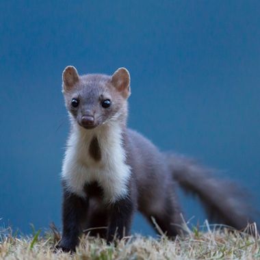 каменна белка