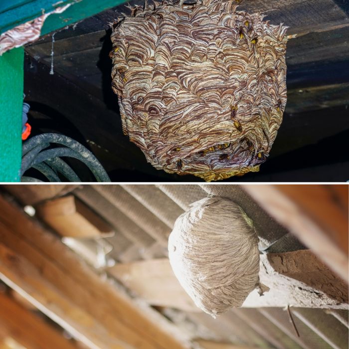 Къде най-често стършелите изграждат гнездата си?