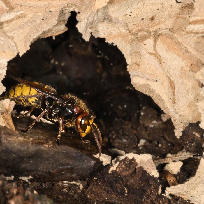 Какво да правим след махане на гнездото?