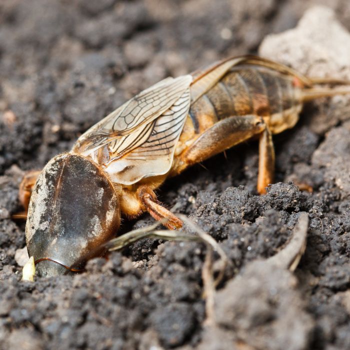 пролетно пробуждане на попово прасе