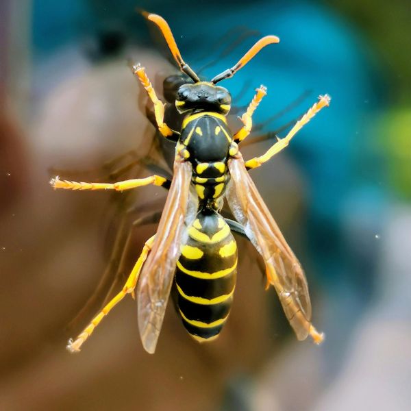 Хартиена оса (Polistes dominula)