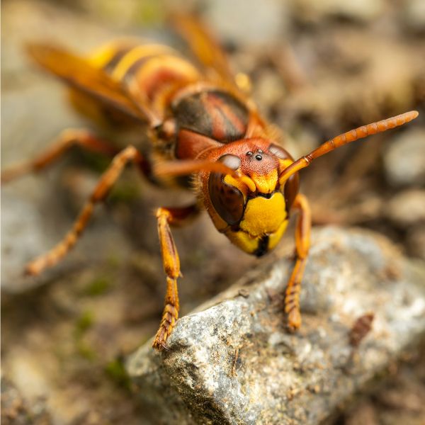 стършел хранене