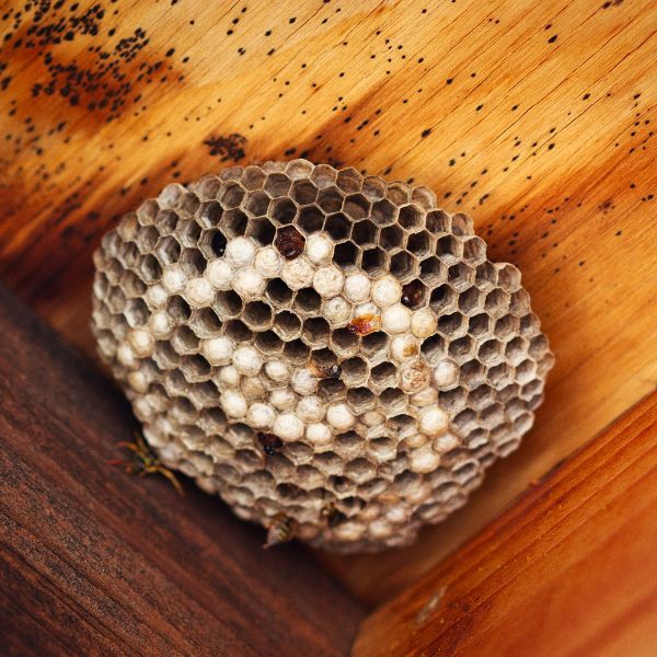 пита от гнездо на оси