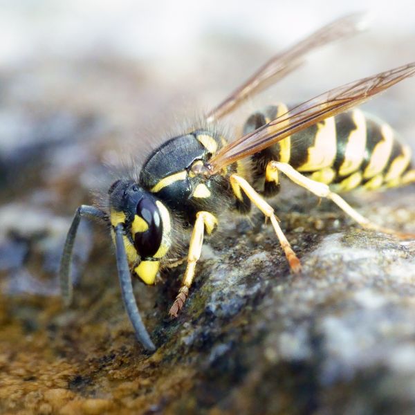 Обикновена оса (Vespula vulgaris)